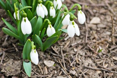 White snowdrop flowers (Galanthus nivalis) on early spring