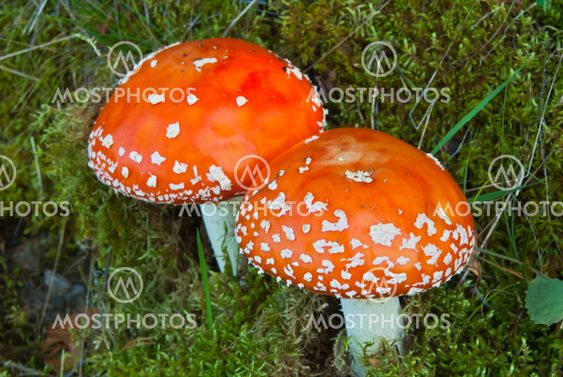 Fly agaric