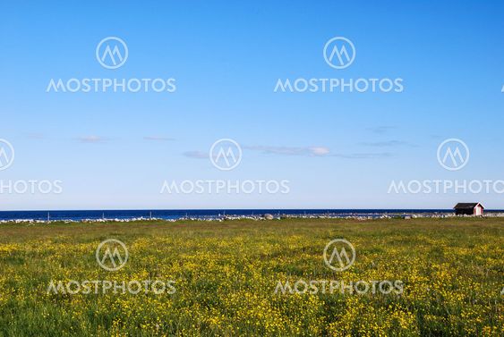 Yellow and blue, the Swedish colours