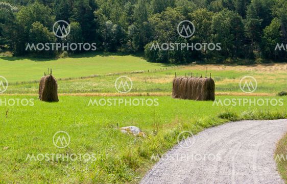 Road in landscape