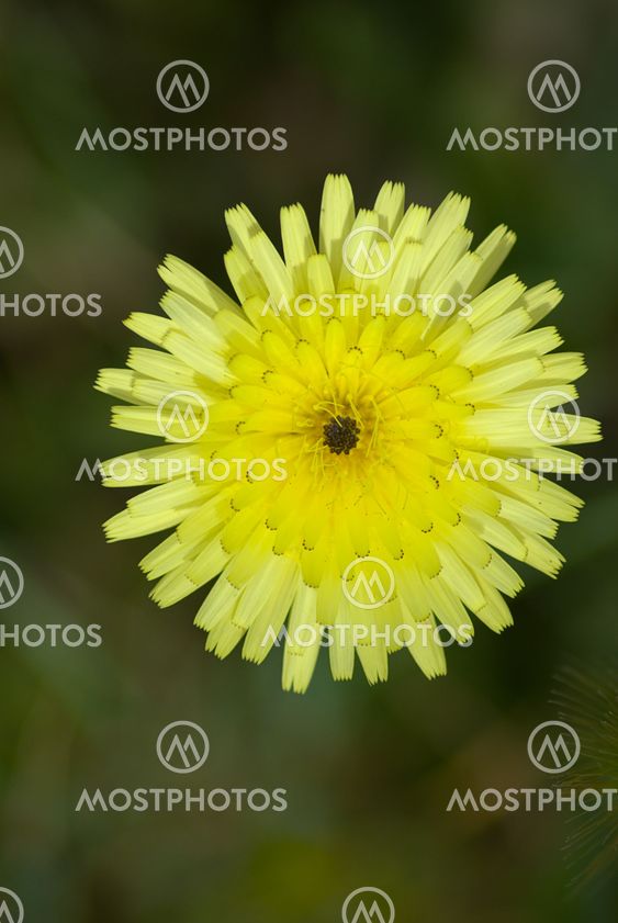 Habichtskraut (Hieracium) (Asteraceae).