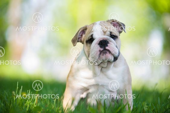 Cute english bulldog puppy outdoors