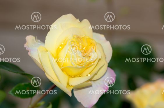 Yellow rose