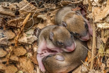 Brood of newborn mice cuddling to each other