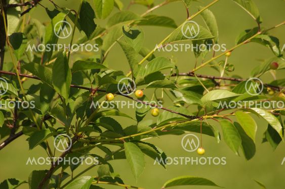 cherries on a tree branch
