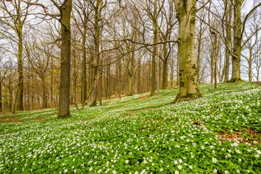 Spring flowers blanket the forest floor with blooming...