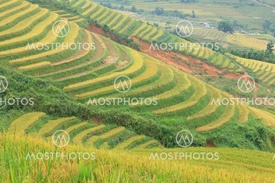 Rice terraces in the mountains