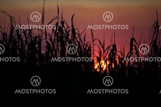a sunset a etosha national park namibia