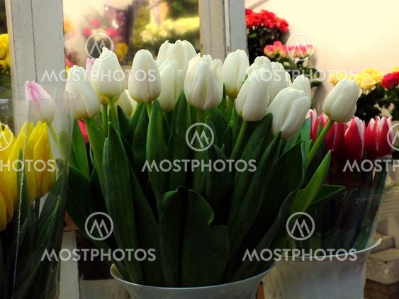 Pink tulips on white background