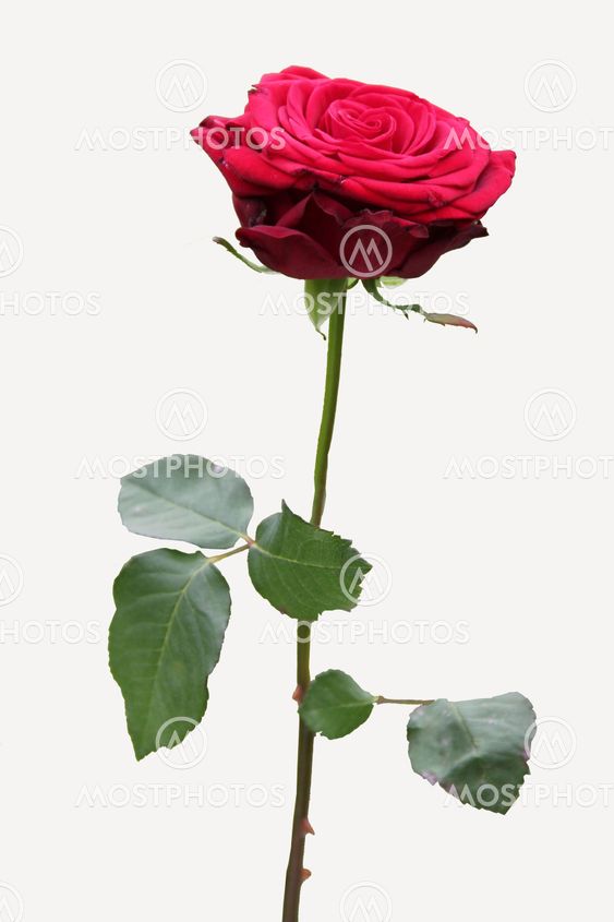 A red rose