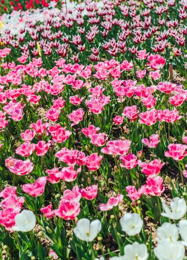 Tulip. Beautiful bouquet of tulips. colorful tulips.