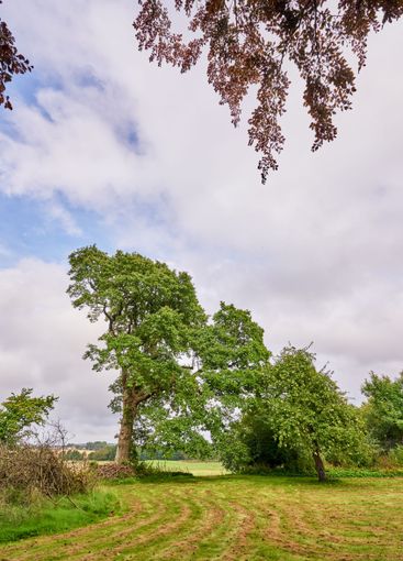 Landscape, sky and trees in nature, empty and eco...