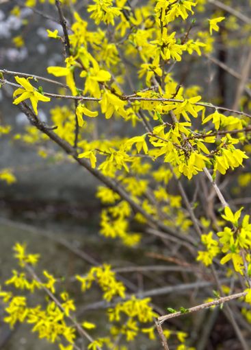 Yellow forsythia blossoms on delicate branches. Concept...