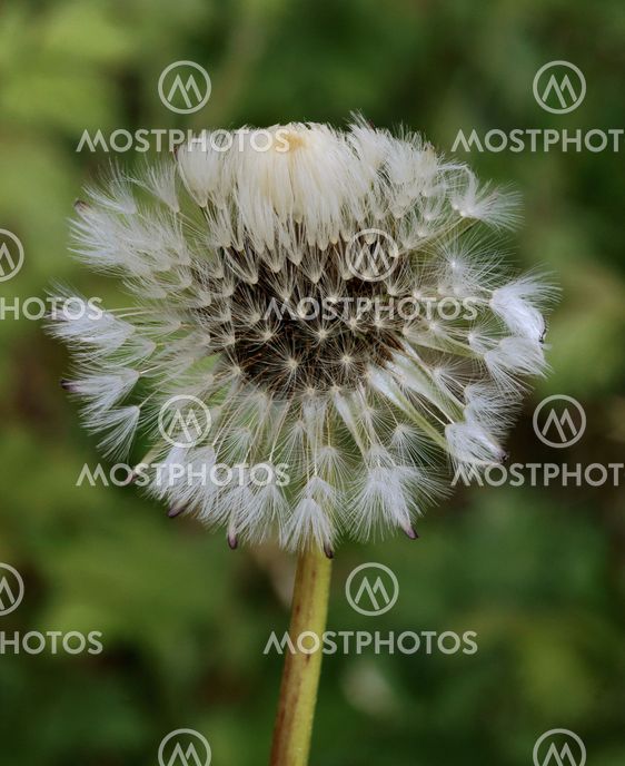 Dandelion clock