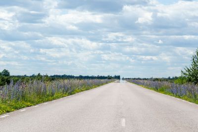 Blåelden blommar i vägkanterna vid en väg över Stora...