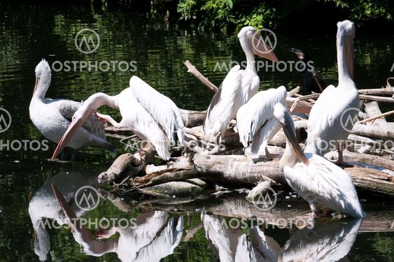 Pelicans