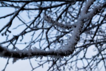 frost covered twigs of a tree on a winter day