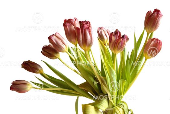 Faded bunch tulips flowers isolated