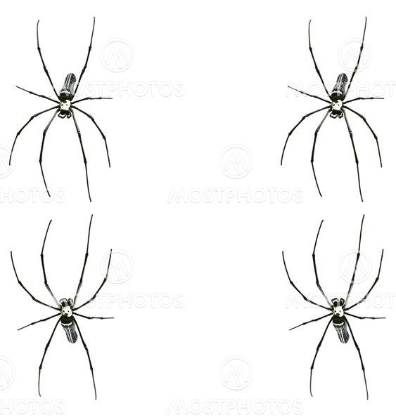 Spider ramme