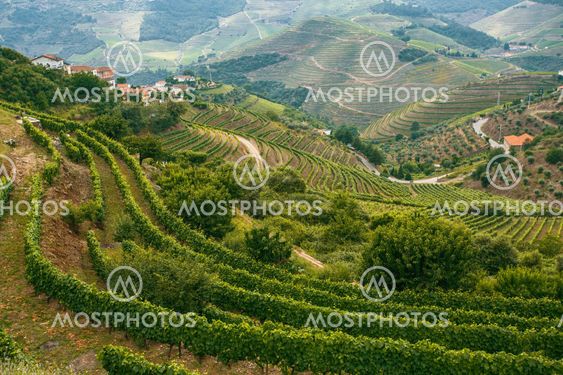 Douro Valley, Portugal. Top view of the vineyards are on...