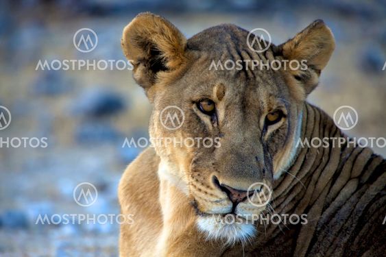 face of a lion at etosha national park namibia africa