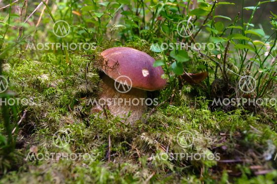 Boletus edulis or cep, penny bun, porcino, king bolete. Mushroom in it's natural habitat. Mushrooms in the autumn forest