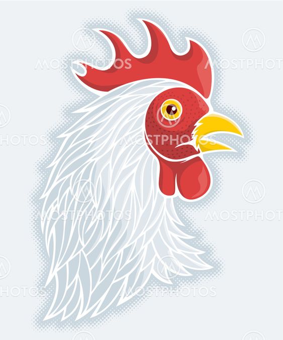 Gray rooster's head