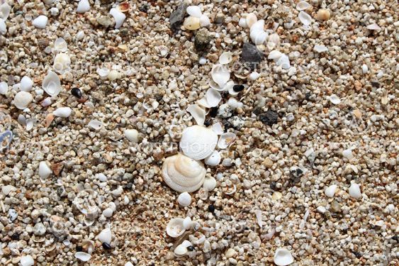 Snäckor på en sandstrand