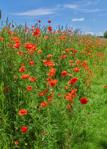 Poppies, outdoor field and local plants in countryside,...