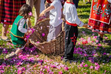 Rosa damascena.. Children in traditional Bulgarian folk...