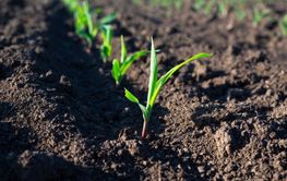 A young corn plant in a cultivated field.