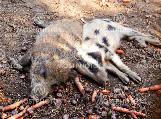 Sleeping feralpigs on carrots