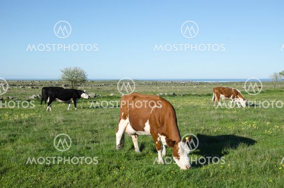 Open Landscape