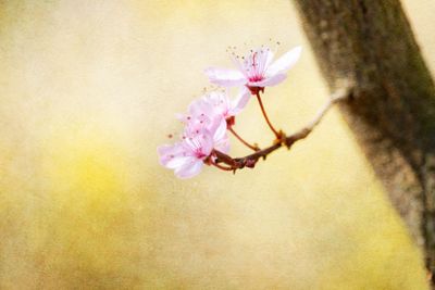 Blommande mandelträd