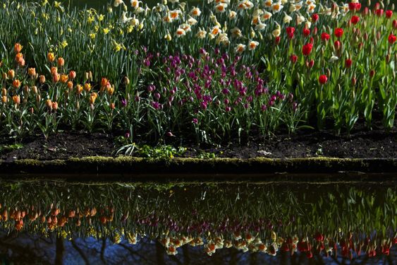 Spring flowers reflection