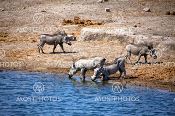 a group of warthog drinking in a waterhole at etosha national park namibia