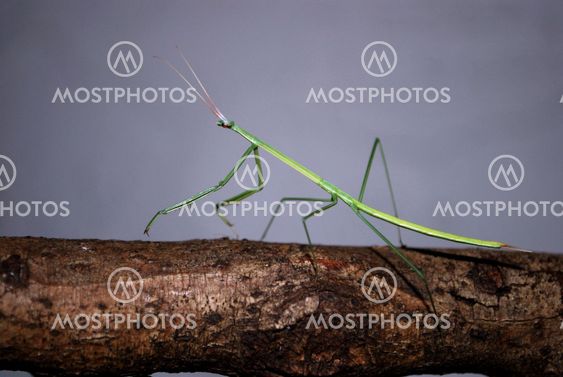 preying mantis