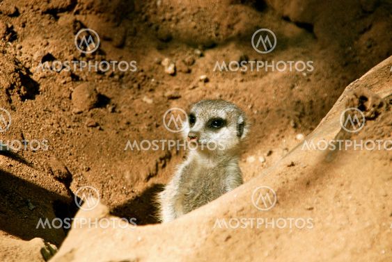 Meerkat