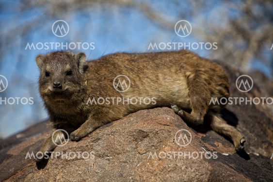 dassie rock at quiver tree forest namibia africa