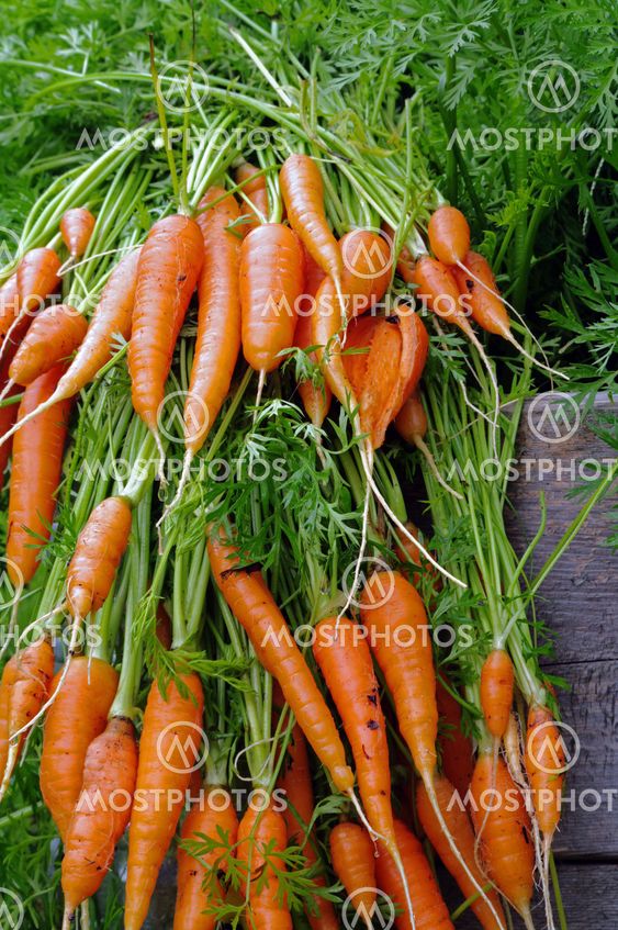 Fresh Carrots