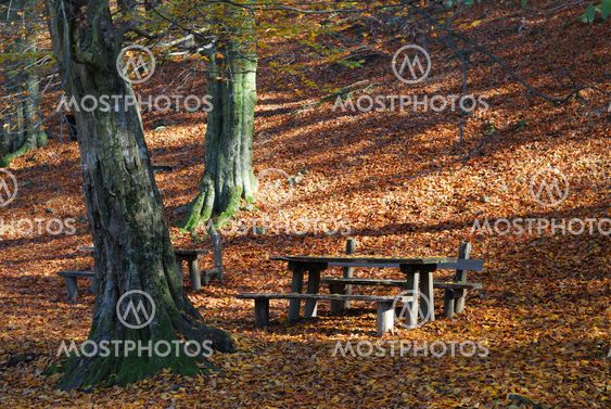 Bench in autumn park