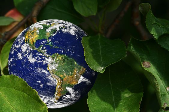 Earth growing in a tree