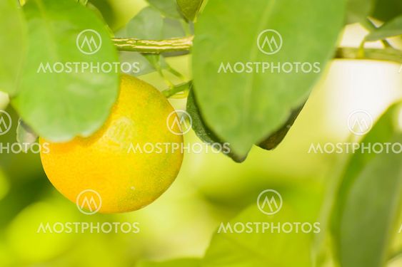 Orange on a tree