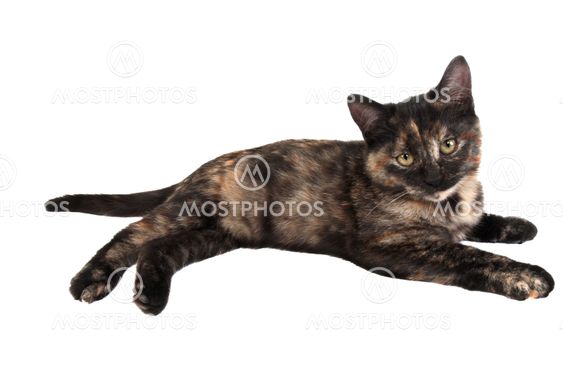 Calico Kitten