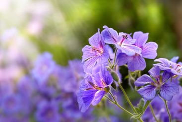 Nature, spring and season with flowers in garden for...