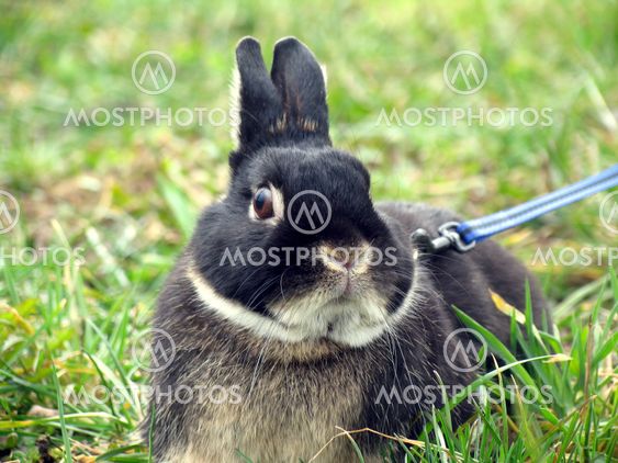 Small rabbit on the leash, sitting on green grass (face)