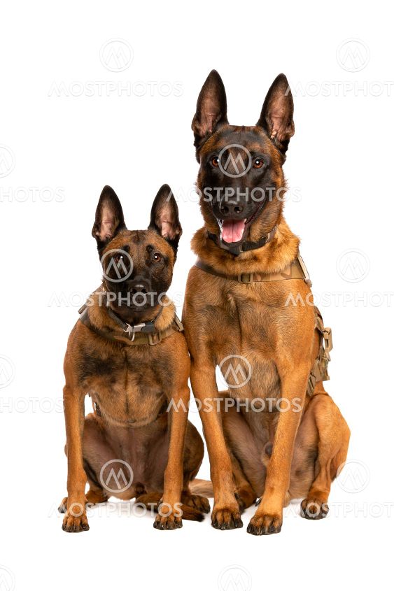 Two Belgian Malinois dogs