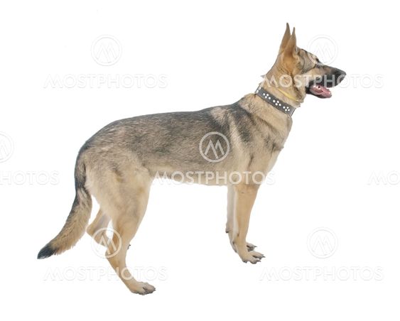 East-European Shepherd, 10 months old, on a white background