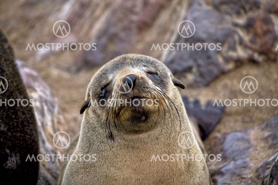 fur seal cube on the beach at cape cross seal reserve namibia