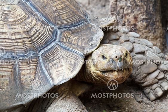 Old Turtle